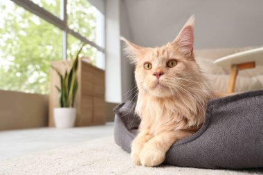 Sevimli bej rengi Maine Rakun kedisi. Evcil hayvan yatağında yatıyor, yakın plan.