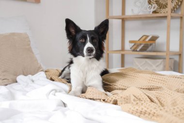 Tatlı Border Collie köpeği yatakta yatıyor.