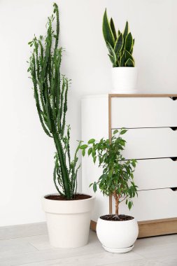 Büyük kaktüslü ev bitkileri ve beyaz duvarın yanında tuvalet.