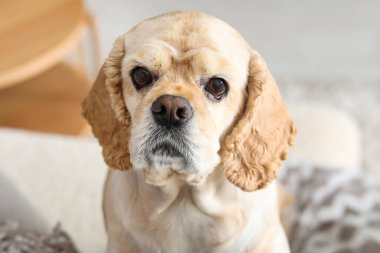 Şirin Cocker Spaniel evde.