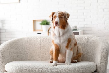 Şirin Avustralya çoban köpeği evdeki kanepede oturuyor.