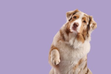 Mor arka planda şirin Avustralya çoban köpeği