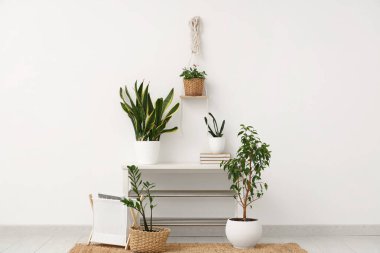 Kitaplar ve yeşil bitkilerle aydınlık duvarın yanındaki bankta.