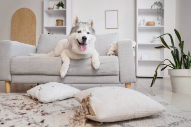 Yastığı yırtılmış, tüyleri dağınık, yaramaz bir köpek.