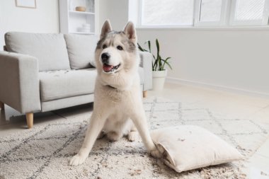 Yastığı yırtık, tüyleri dökülmüş yaramaz köpek.