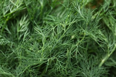 Arka plan olarak taze yeşil dereotunun dokusu