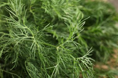 Taze yeşil dereotunun dokusu, yakın plan.