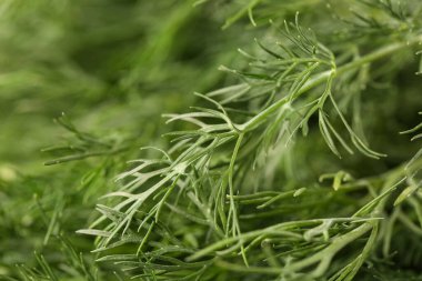 Arka plan olarak taze yeşil dereotunun dokusu