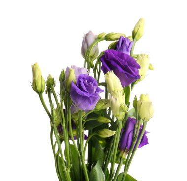 eustoma çiçekleri beyaz zemin üzerine