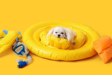 Şirin Bolonez köpeği sarı arka planda dalış maskesinin yanında şişme halkada yatıyor.