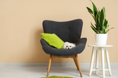 Oturma odasındaki koltukta sevimli Maltese köpeği.