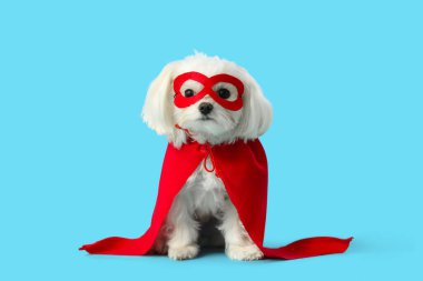 Mavi arka planda süper kahraman kostümlü şirin bir köpek.