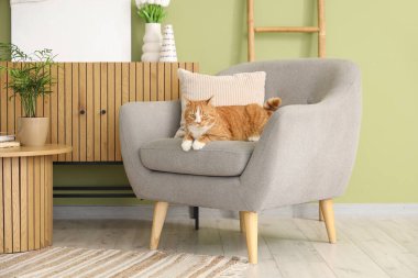 Oturma odasındaki koltukta yatan sevimli kırmızı kedi.