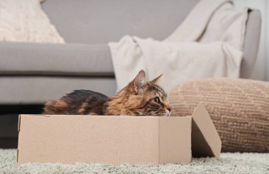 Cute cat lying in cardboard box at home
