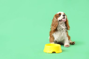 Şirin süvari Kral Charles, yeşil arka planda yemek kasesi olan bir spanyel.