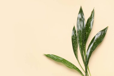 Bej arkaplanda yeşil tropikal yapraklar