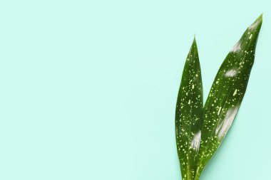 Turkuaz arka planda yeşil tropikal yapraklar