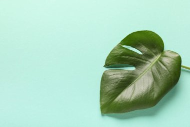 Turkuaz arka planda tropik canavar yaprağı