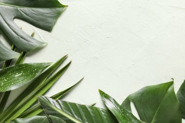 Beyaz arkaplanda farklı tropik yapraklar