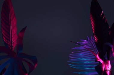 Koyu arkaplanda farklı neon yapraklar