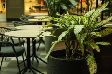 Kafe 'de masaların yanında saksı var.