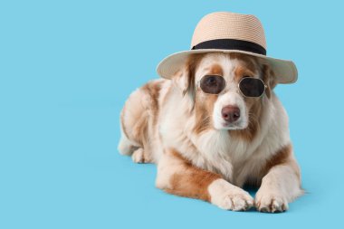 Güneş gözlüklü şirin Avustralyalı çoban köpeği ve mavi arka planda yaz şapkası.
