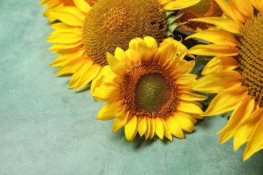 Grunge Green arka planında güzel ayçiçekleri