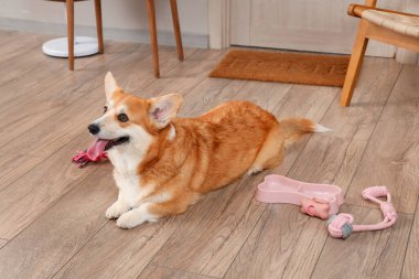 Farklı oyuncaklarla sevimli Corgi köpeği ve evde yerde yatan yemek kasesi.