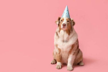 Pembe arka planda parti şapkalı şirin Avustralyalı çoban köpeği.