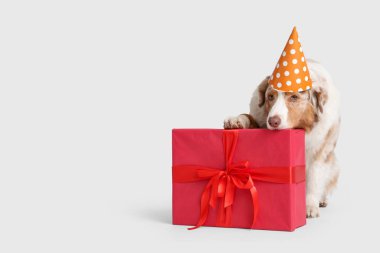 Parti şapkalı şirin Avustralyalı çoban köpeği. Gri arka planda doğum gününü kutluyor.