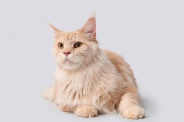 Tatlı Maine Rakunu Gri arka planda yatıyor