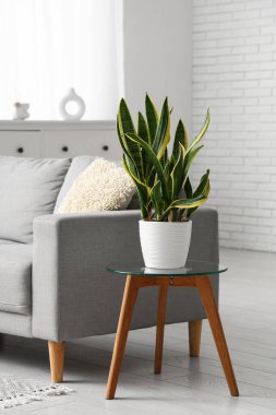 Sansevieria bitkisi oturma odasındaki kanepenin yanındaki masada.