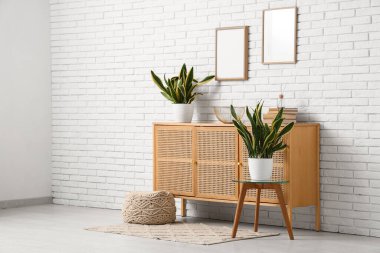 Masalı çekmeceler ve Sansevieria odasındaki beyaz tuğla duvarın yanında bitki yetiştiriyor.