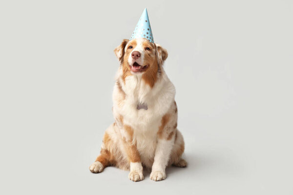 Cute Australian Shepherd dog in party hat sitting on grey background