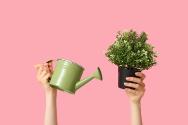 Sulama tenekesi ve pembe arka planda saksı olan kadın elleri, yakın plan.