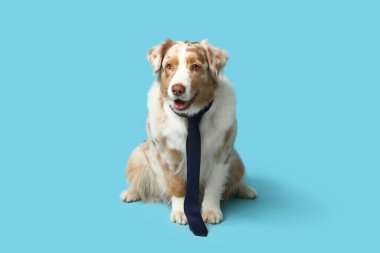 Mavi arka planda kravatlı şirin Avustralyalı çoban köpeği