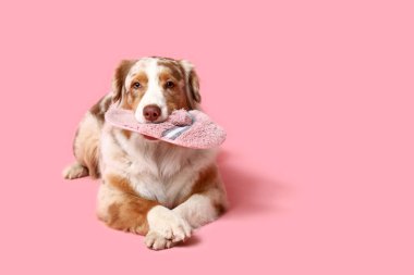 Tatlı Avustralyalı çoban köpeği pembe arka planda yatıp terliklerini tutuyor.