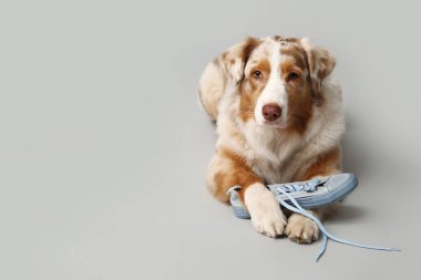 Tatlı Avustralyalı çoban köpeği bej arka planda spor ayakkabısıyla yatıyor.
