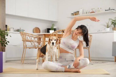 Sevimli Beagle köpeği olan genç, sportif bir kadın mutfakta yoga yapıyor.