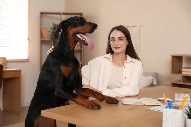 Şirin Doberman köpeği ve işyerindeki genç ve güzel mutlu kadın.