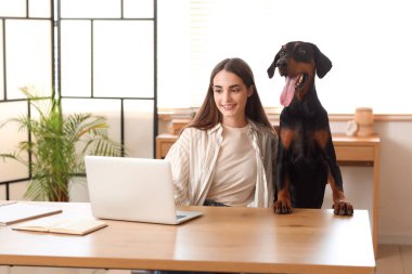 Tatlı Doberman köpeği ve evde dizüstü bilgisayarla çalışan güzel, genç ve mutlu bir kadın.