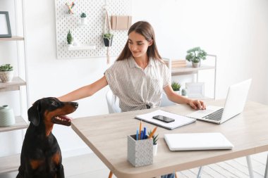Tatlı Doberman köpeği ve evde dizüstü bilgisayarla çalışan güzel, genç ve mutlu bir kadın.