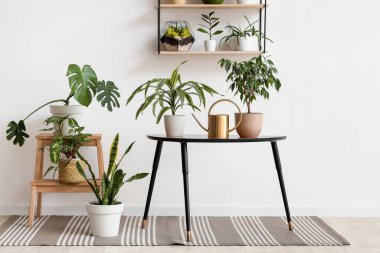 Masası, yeşil bitkileri ve sulama kabı olan ışık odasının içi.