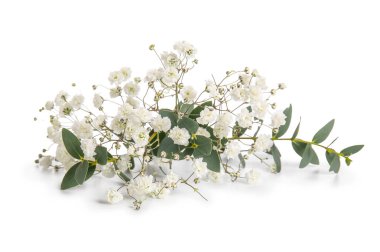 Beyaz arka planda izole edilmiş güzel çikila çiçekleri, yakın plan.