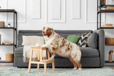 Tatlı Avustralya çoban köpeği ve kahve fincanı oturma odasındaki taburede.