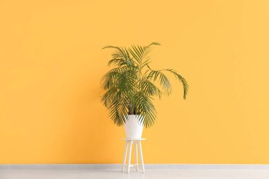 Sarı duvarın yanındaki taburedeki ev bitkisi.