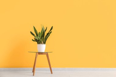 Odadaki sarı duvarın yanındaki masada saksı var.