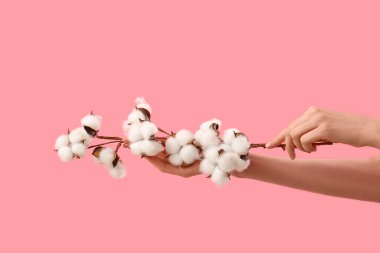 Pembe arka planda pamuk çiçekleri olan kadın elleri, yakın plan