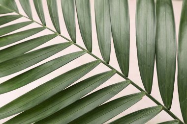 Pembe fayans zemin üzerinde tropik yaprak, yakın plan