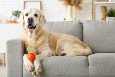 Şirin Labrador köpeği evde gri koltukta yatıyor.